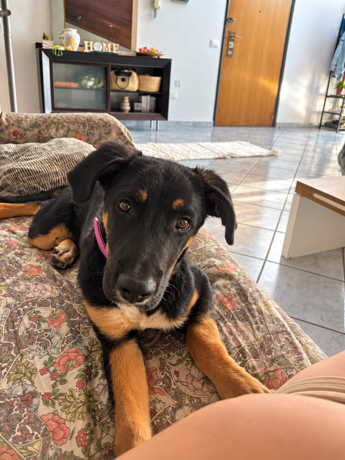 Arya, simil pastorina! (5 mesi)
