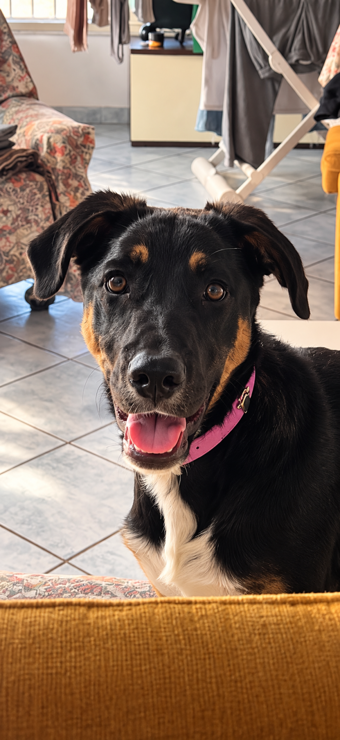 Arya, simil pastorina! (5 mesi)