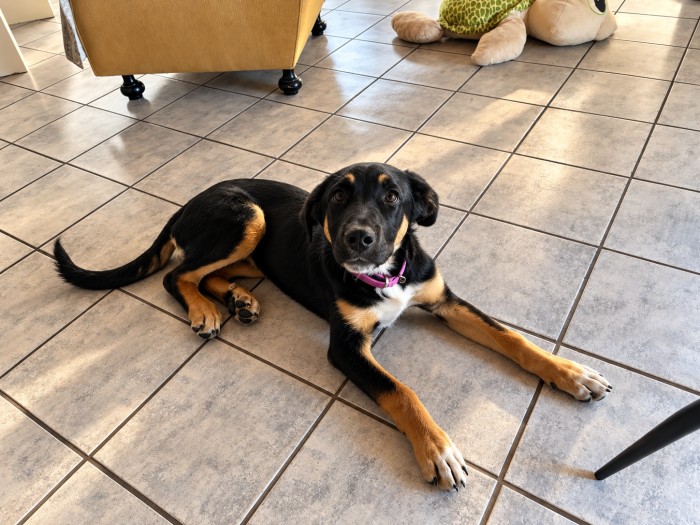 Arya, simil pastorina! (5 mesi)