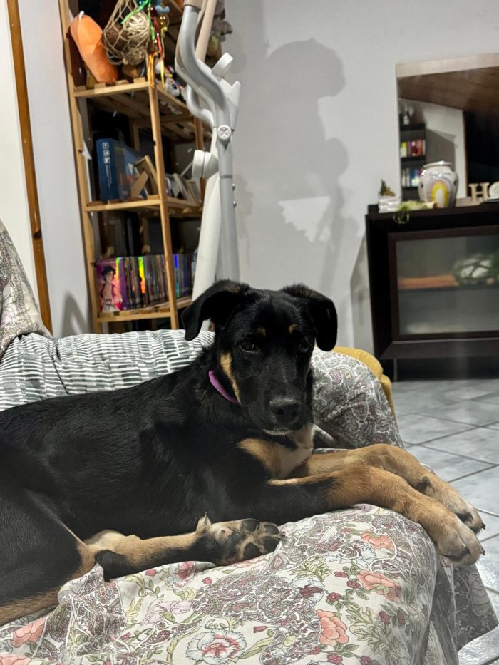Arya, simil pastorina! (5 mesi) - media 4