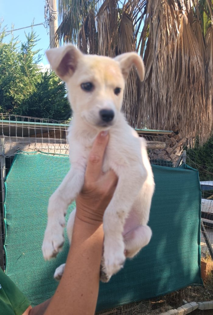 Betty cucciola di 2 mesi