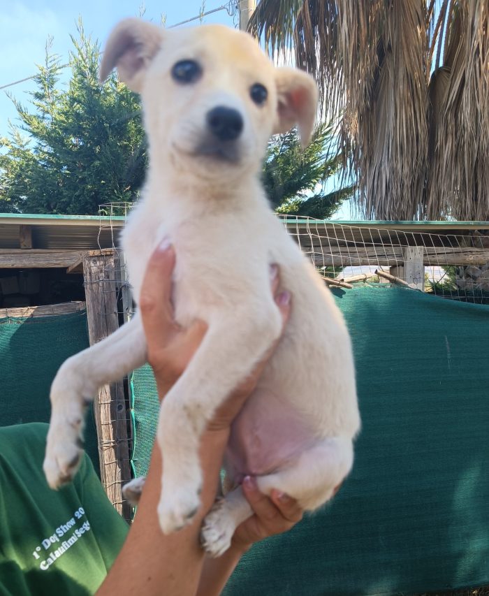 Betty cucciola di 2 mesi