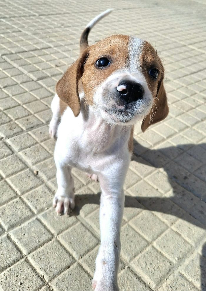 Zack 2 mesi taglia media piccola