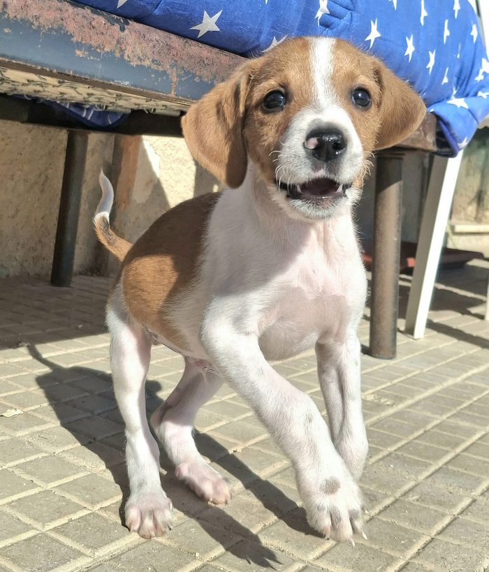 Zack 2 mesi taglia media piccola