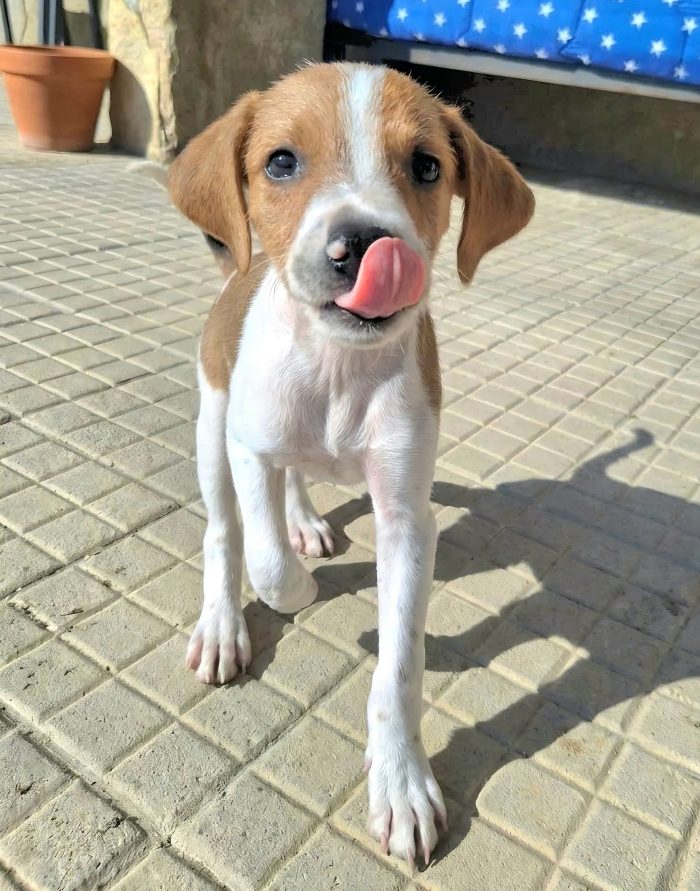 Zack 2 mesi taglia media piccola - media 5