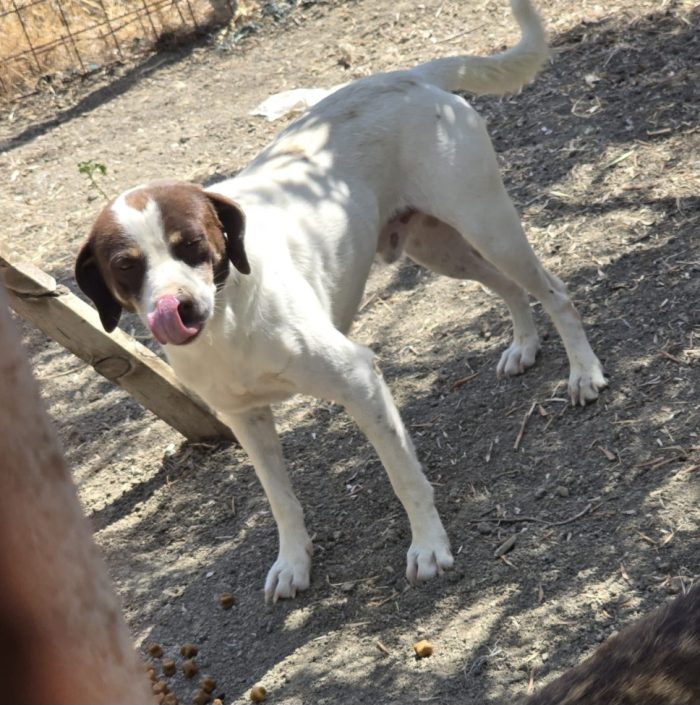 Lillo 3anni mix Segugio entrato cucciolo..nessuno lo ha mai notato! COSENZA