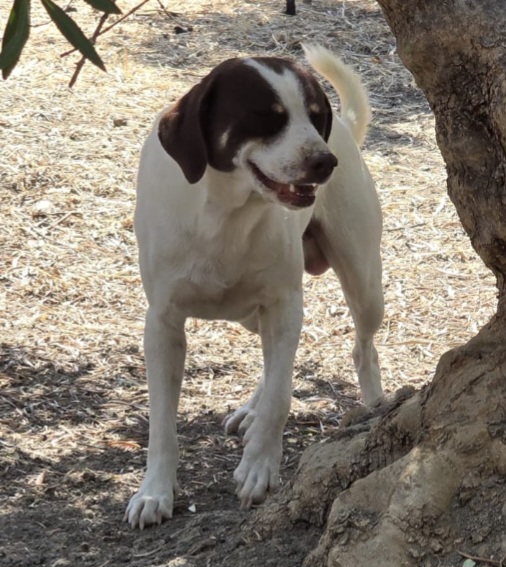 Lillo 3anni mix Segugio entrato cucciolo..nessuno lo ha mai notato! COSENZA