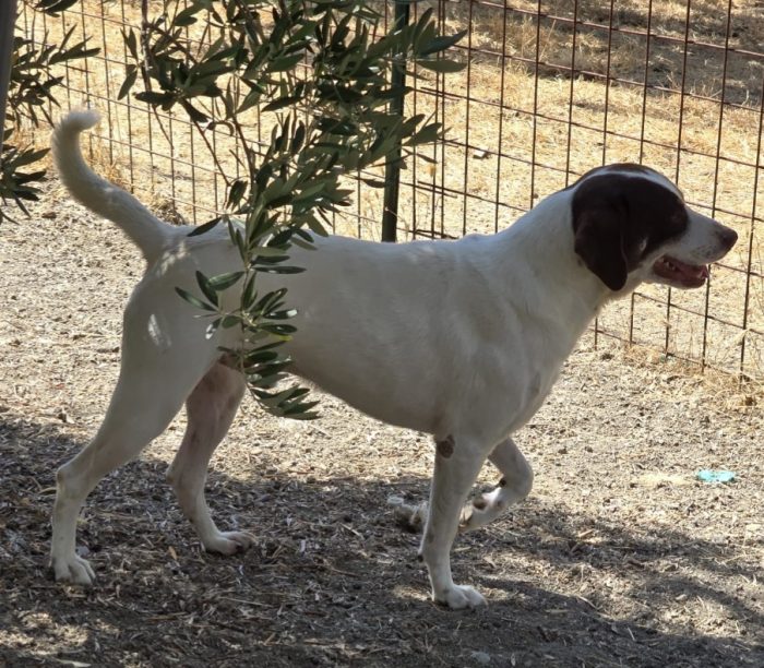 Lillo 3anni mix Segugio entrato cucciolo..nessuno lo ha mai notato! COSENZA - media 4