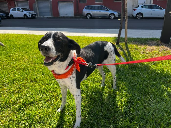 DOPO 9 ANNI IN STRADA AVEVA TROVATO CASA. ORA RISCHIA DI FINIRE I SUOI ULTIMI ANNI IN GABBIA. URGENTE