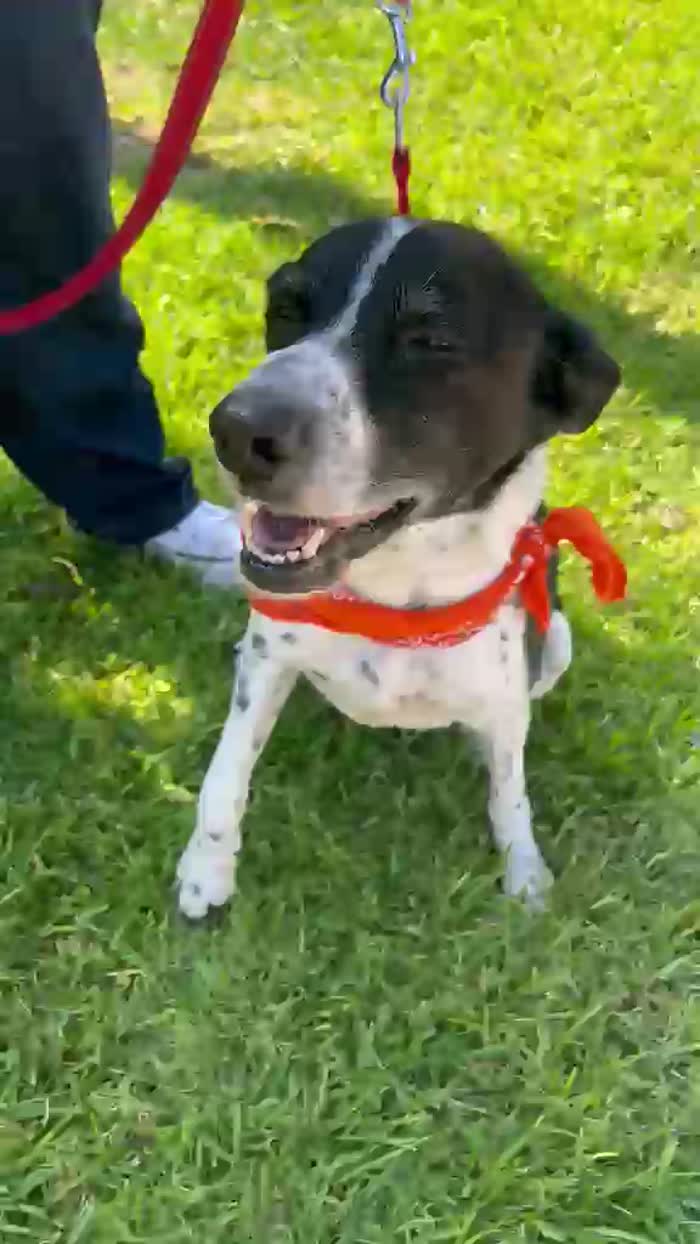 DOPO 9 ANNI IN STRADA AVEVA TROVATO CASA. ORA RISCHIA DI FINIRE I SUOI ULTIMI ANNI IN GABBIA. URGENTE - media 6