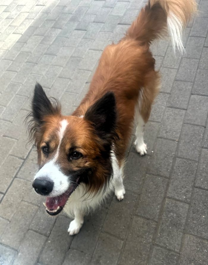 CHARLIE BORDER COLLIE