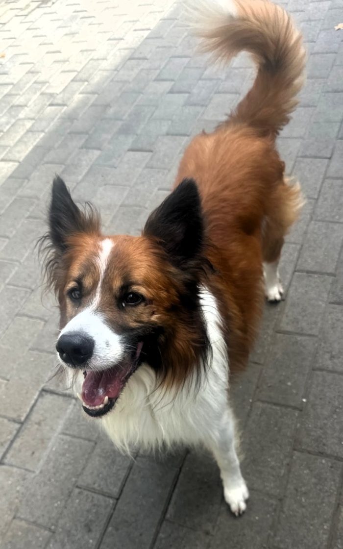 CHARLIE BORDER COLLIE