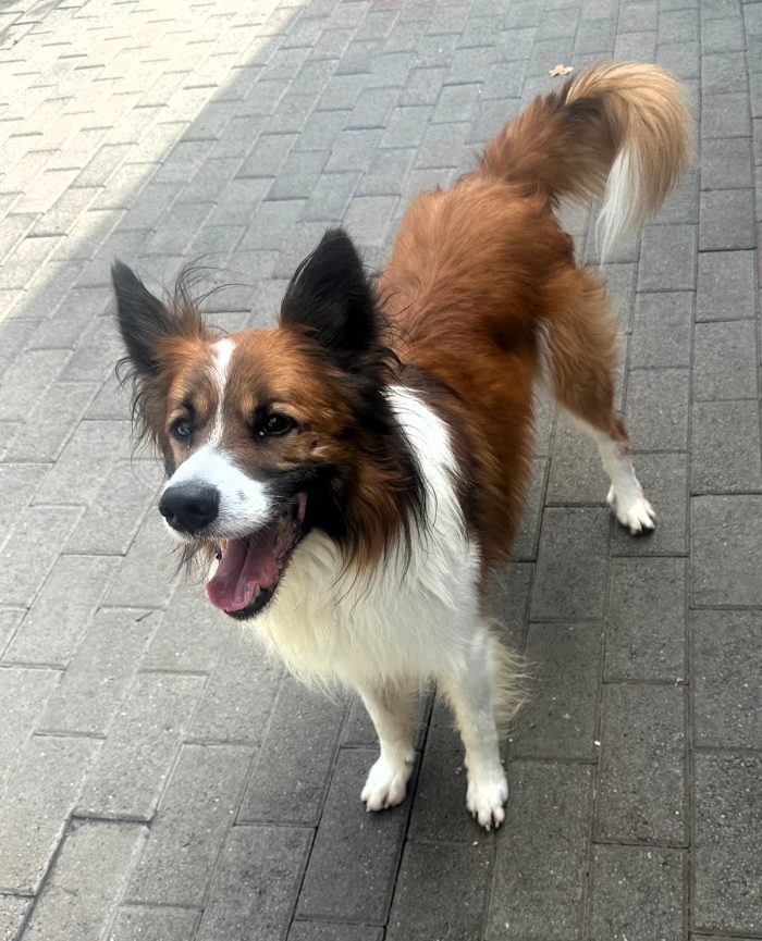 CHARLIE BORDER COLLIE
