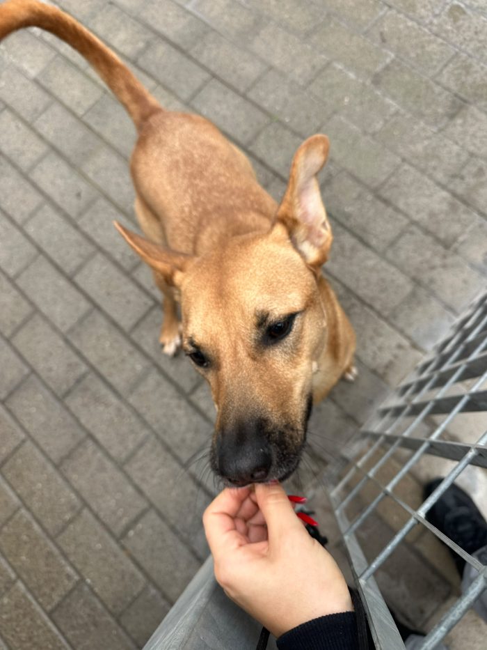 SIMBA SIMPATICO LUPETTO