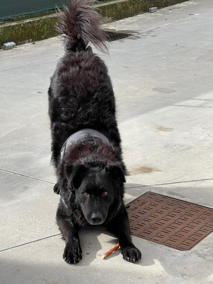 Black, un gigante buono