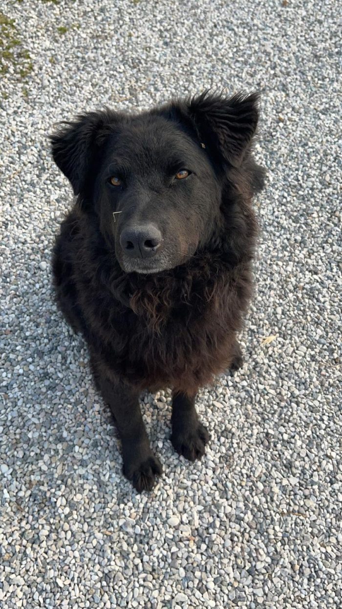Black, un gigante buono