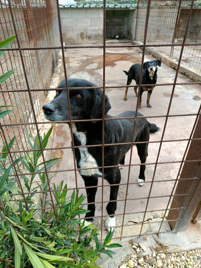 NERO. SPAZZATURA DESTINATA A MORIRE IN CANILE.