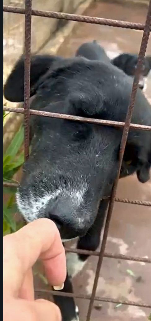 NERO. SPAZZATURA DESTINATA A MORIRE IN CANILE.
