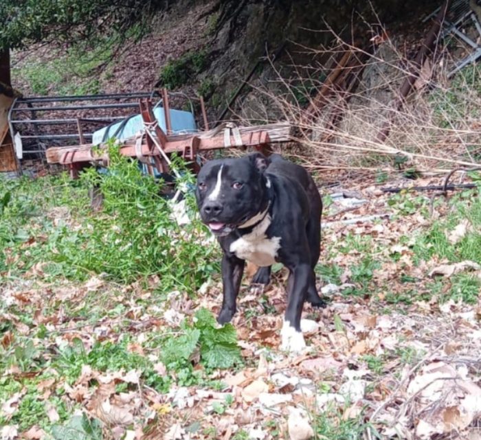 Amstaff/Bully 3anni SFIGATISSIMO SOS MIRACOLO..DISPERATO IN BOX.MANTOVA - media 8