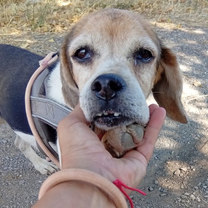 Dolce nonnina cerca adozione del cuore