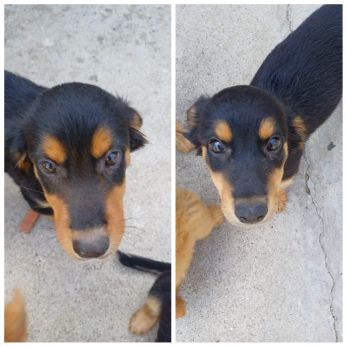 2 cucciole simpaticissime e dolci cercano casa