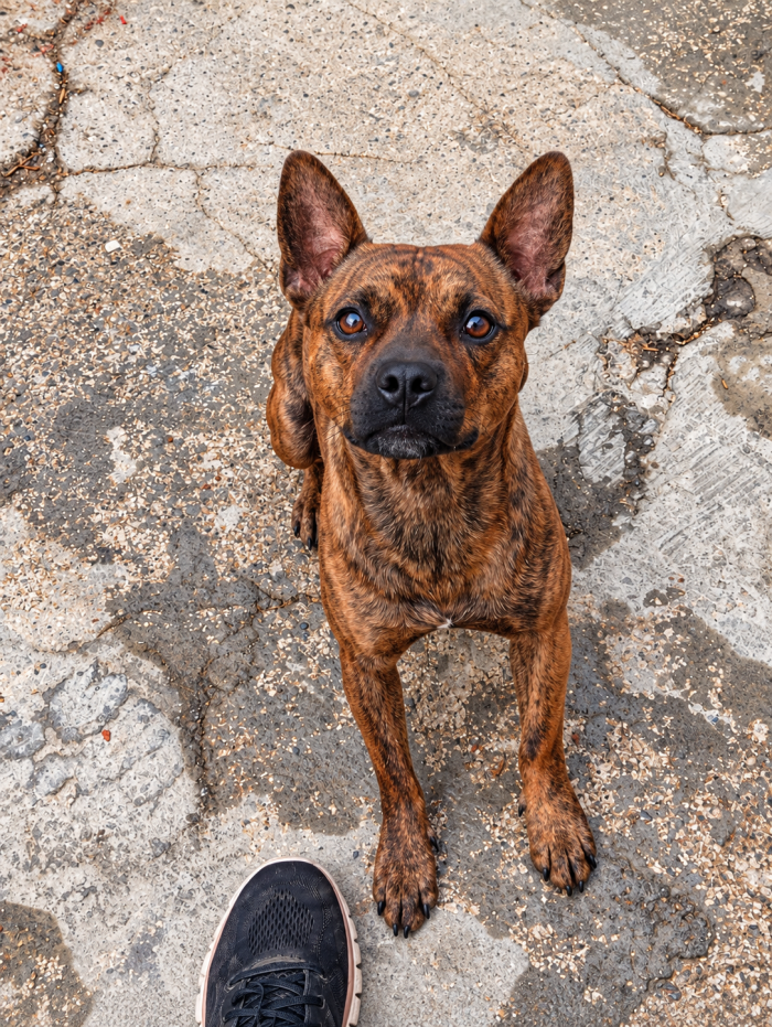 Tiger simil Staffordshire Bull Terrier!