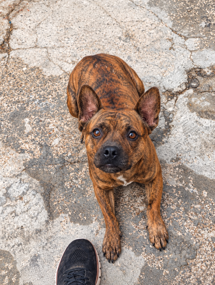 Tiger simil Staffordshire Bull Terrier!