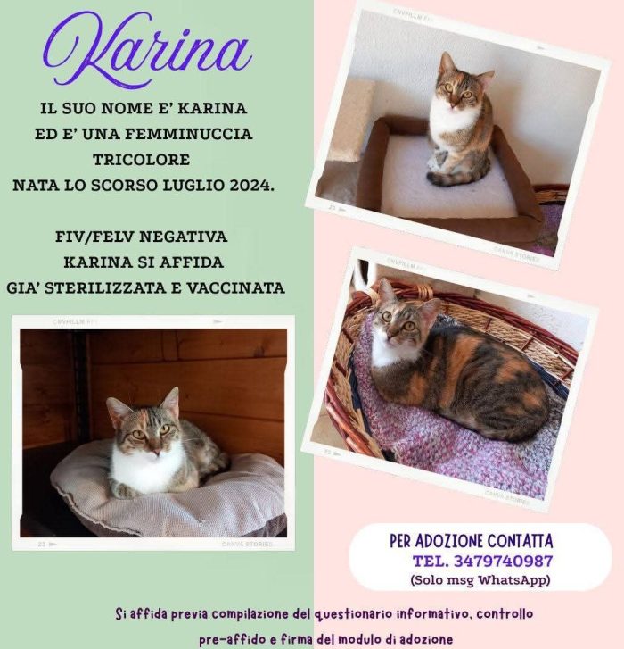 Karina, splendida micia in adozione!
