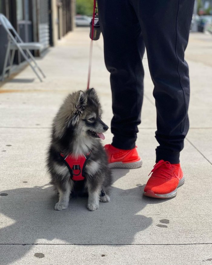 Luna , Pomsky