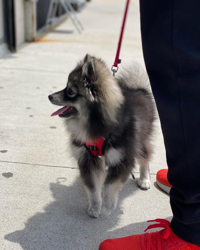 Luna , Pomsky