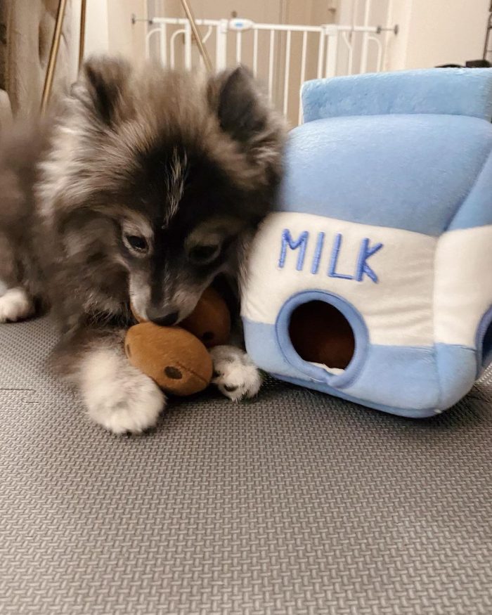 Luna , Pomsky