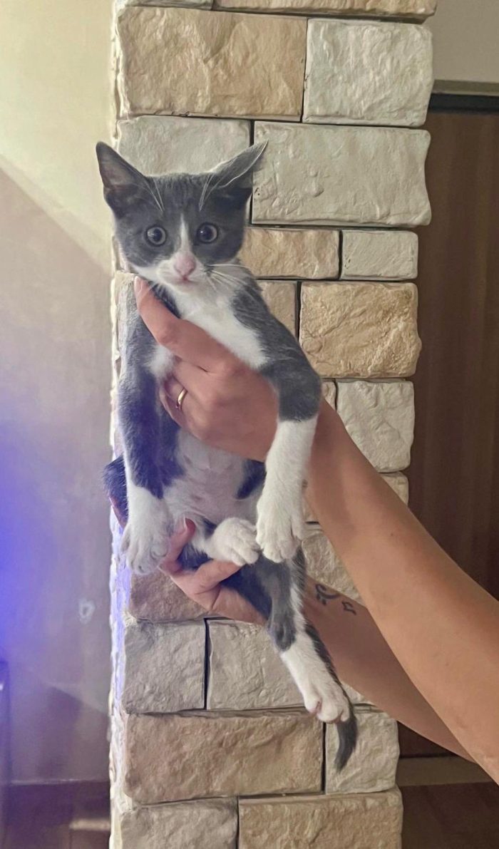 Misty gattina 3 mesi cerca casa