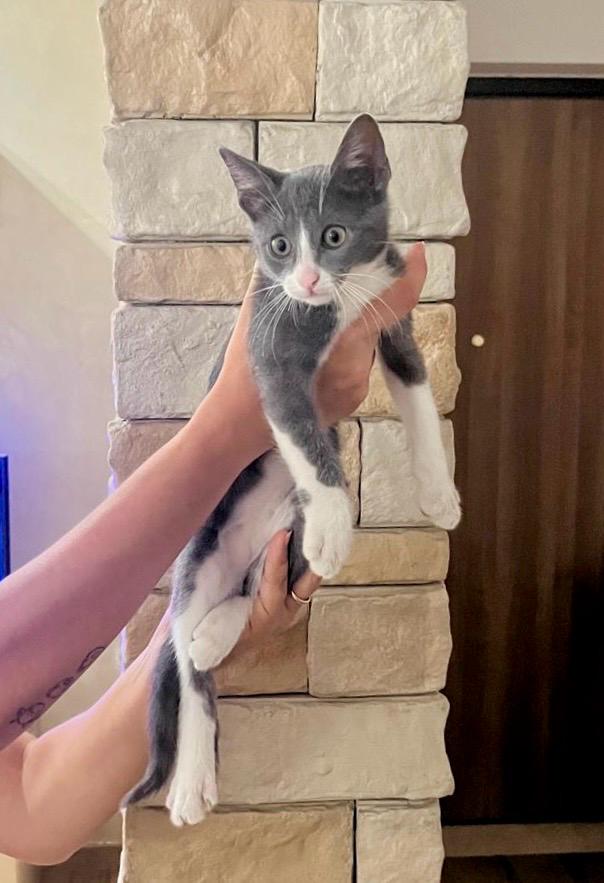 Misty gattina 3 mesi cerca casa