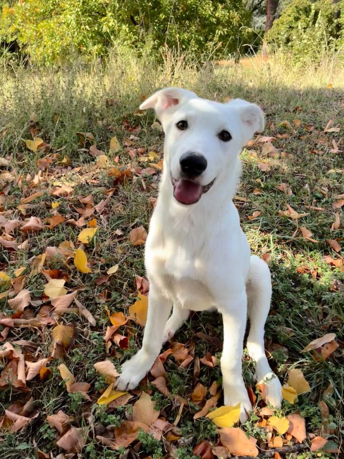 💎BEN, cucciolo del canile ora in stallo in provincia di Bologna