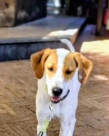 Dolce cagnolina 1 anno rinuncia