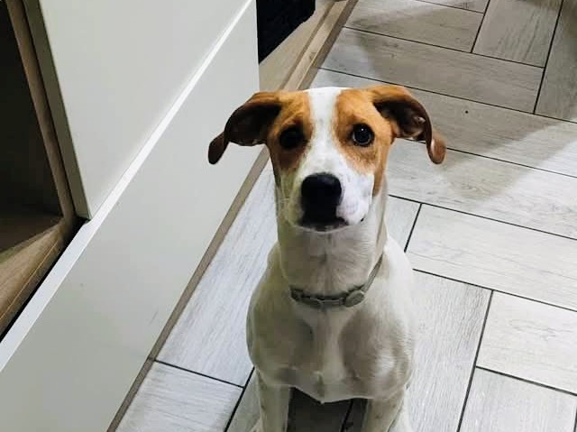 Dolce cagnolina 1 anno rinuncia