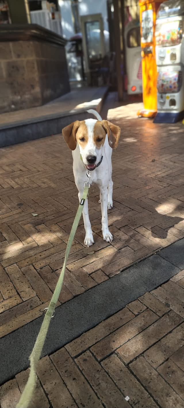 Dolce cagnolina 1 anno rinuncia - media 5