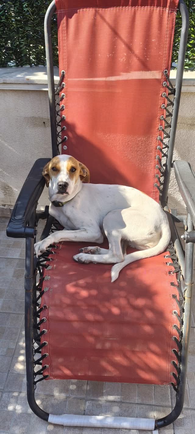 Dolce cagnolina 1 anno rinuncia - media 7