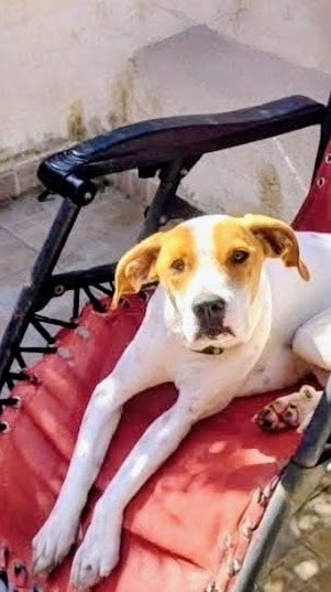 Dolce cagnolina 1 anno rinuncia