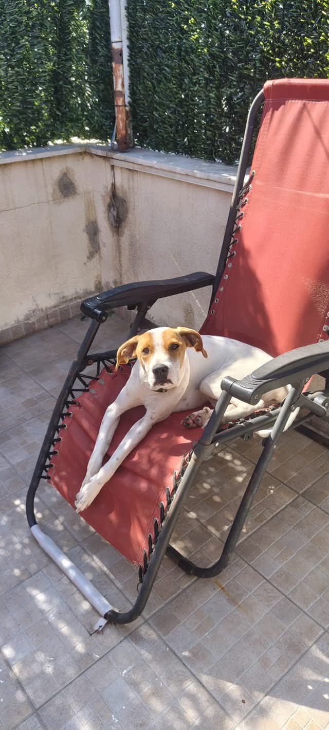 Dolce cagnolina 1 anno rinuncia - media 6