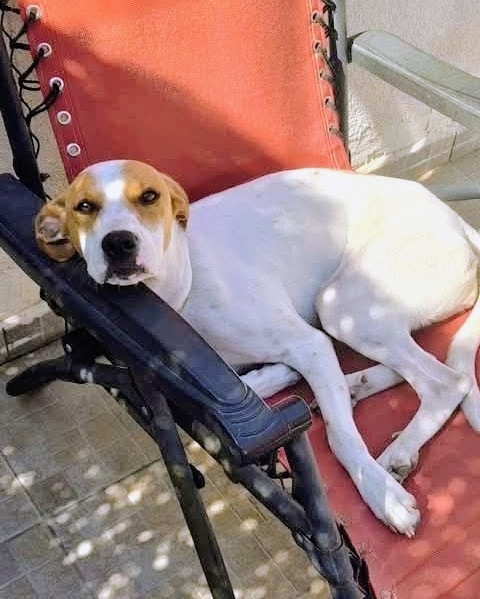 Dolce cagnolina 1 anno rinuncia - media 4