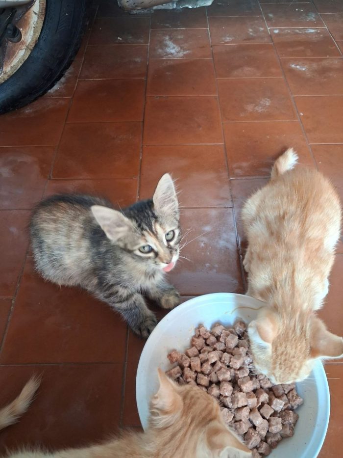 I gatti cercono casa