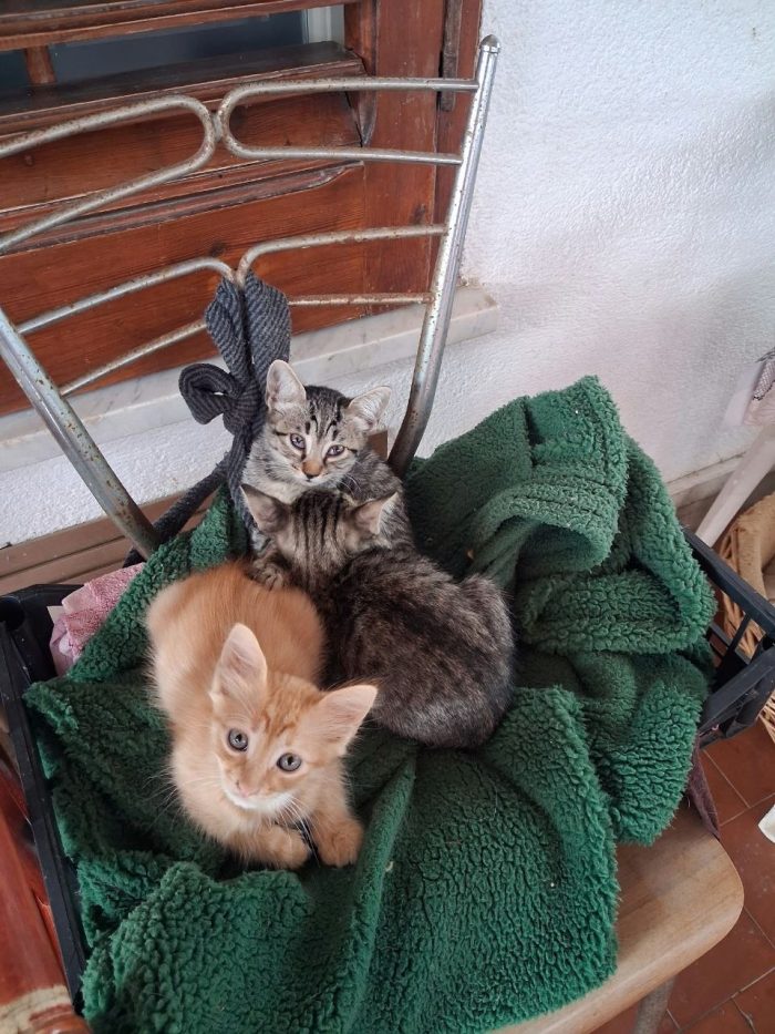 I gatti cercono casa