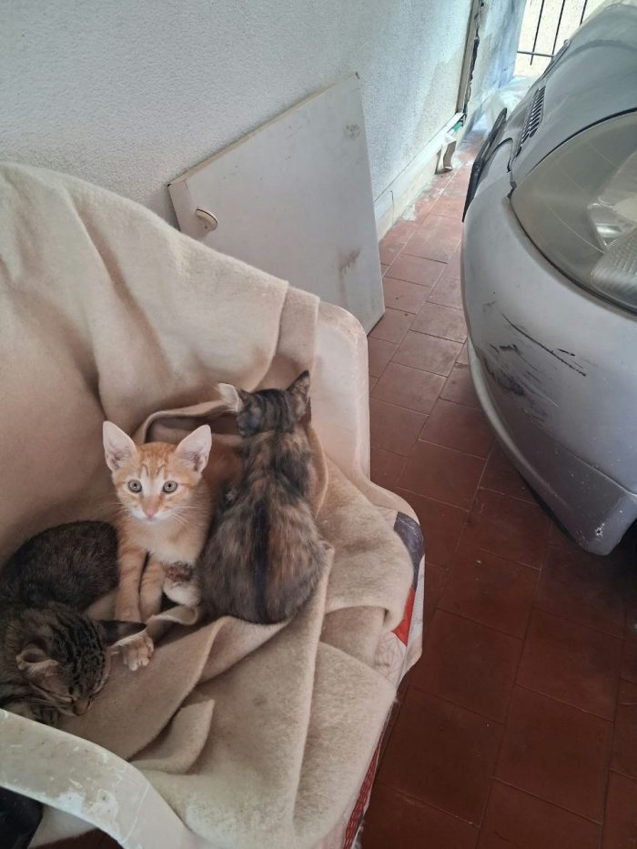 I gatti cercono casa