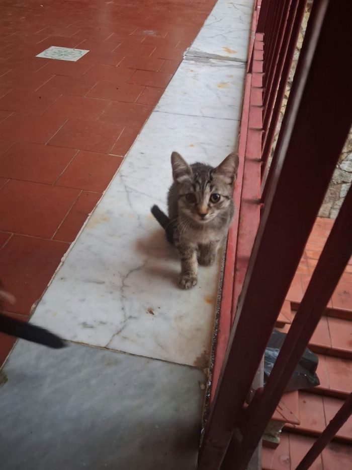 I gatti cercono casa - media 5