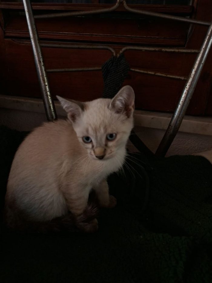 I gatti cercono casa - media 9