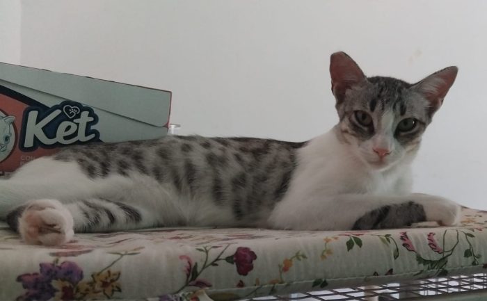 STELLINA, dolce micia 'FELV+' ma asintomatica