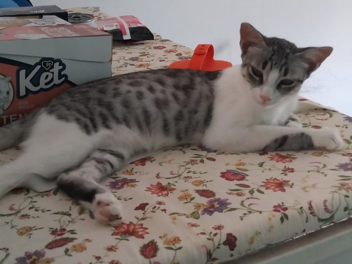 STELLINA, dolce micia 'FELV+' ma asintomatica