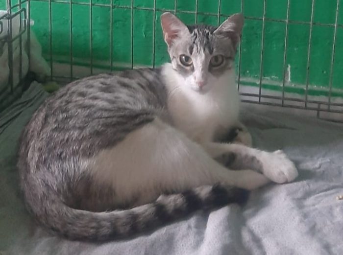 STELLINA, dolce micia 'FELV+' ma asintomatica - media 4