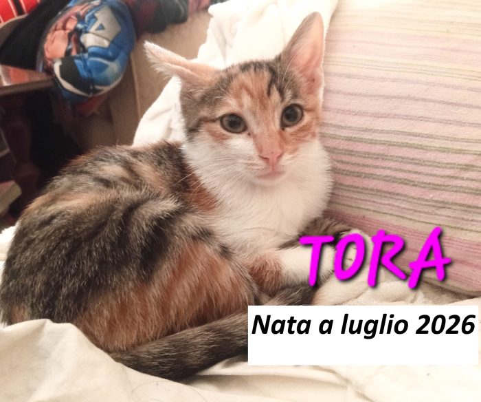 Tora, micina ultra affettuosa